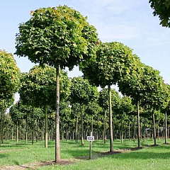 Клен остролистный "Глобозум" (Globosum)