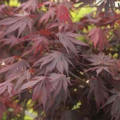 Клен пальмолистный "Atropurpureum"