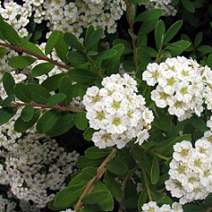 Спирея ниппонская "Сноумаунд" (Snowmound) ИХ